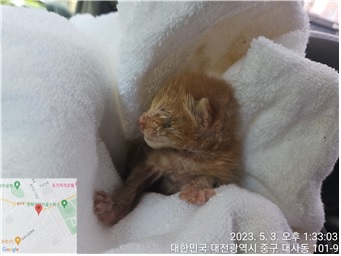 대전동물보호센터_430365202300178
